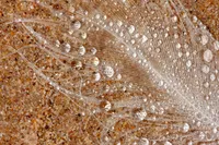 TRANSLUCENT FEATHER – Image 1