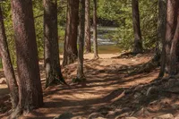 SHADOWS OF PINES – Image 1