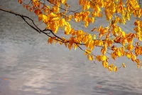 BIRCH LEAVES OVER WATER – Image 1
