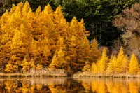 AUTUMN GOLDEN TAMARACKS – Image 1