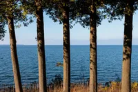 FIVE CEDAR TREES – Image 1