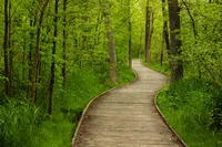 MEANDERING BOARDWALK – Image 1