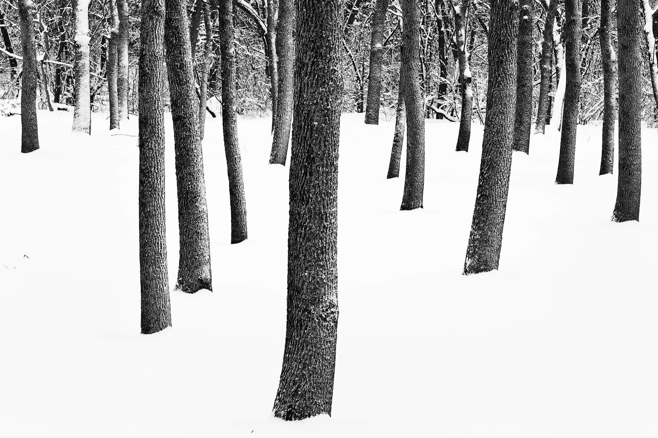 NEWBURY TREES – Newbury, MA – Image 1