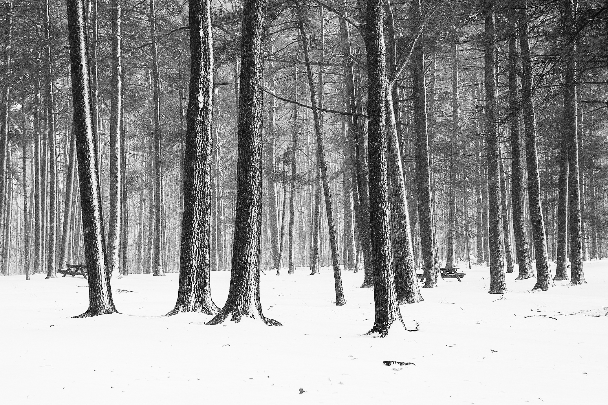MOSELEY WOODS #3 – Newburyport, MA – Image 1