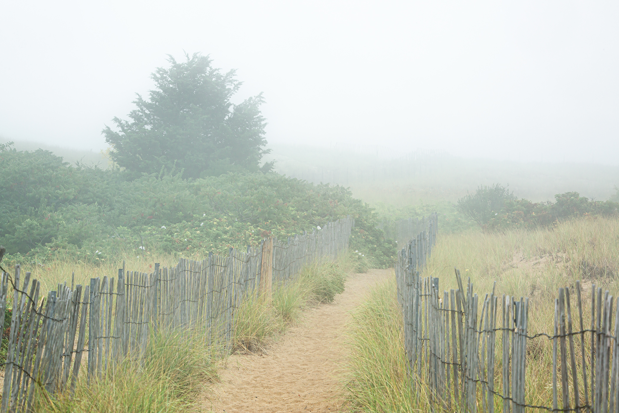 ISLAND PATH – Plum Island, Newburyport, MA – Image 1