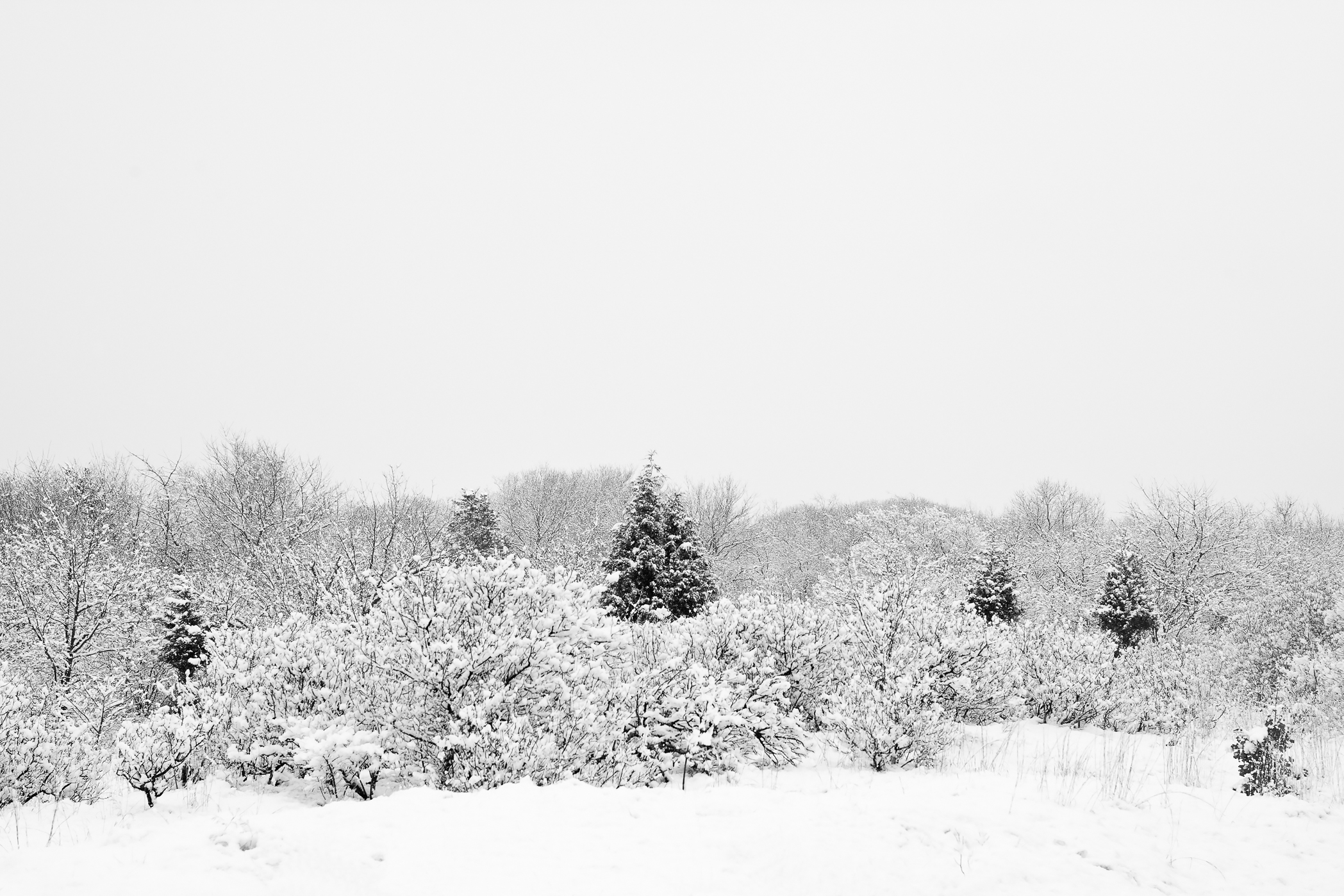 FIRST SNOW – Plum Island, Newbury, MA – Image 1