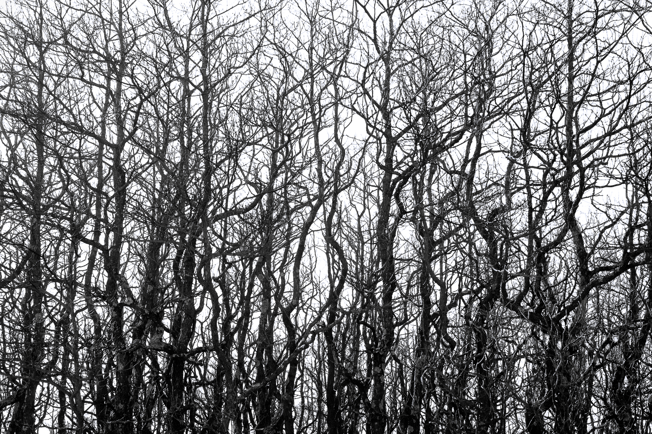 SASSAFRAS TREES #1 – Plum Island, Newbury, MA – Image 1