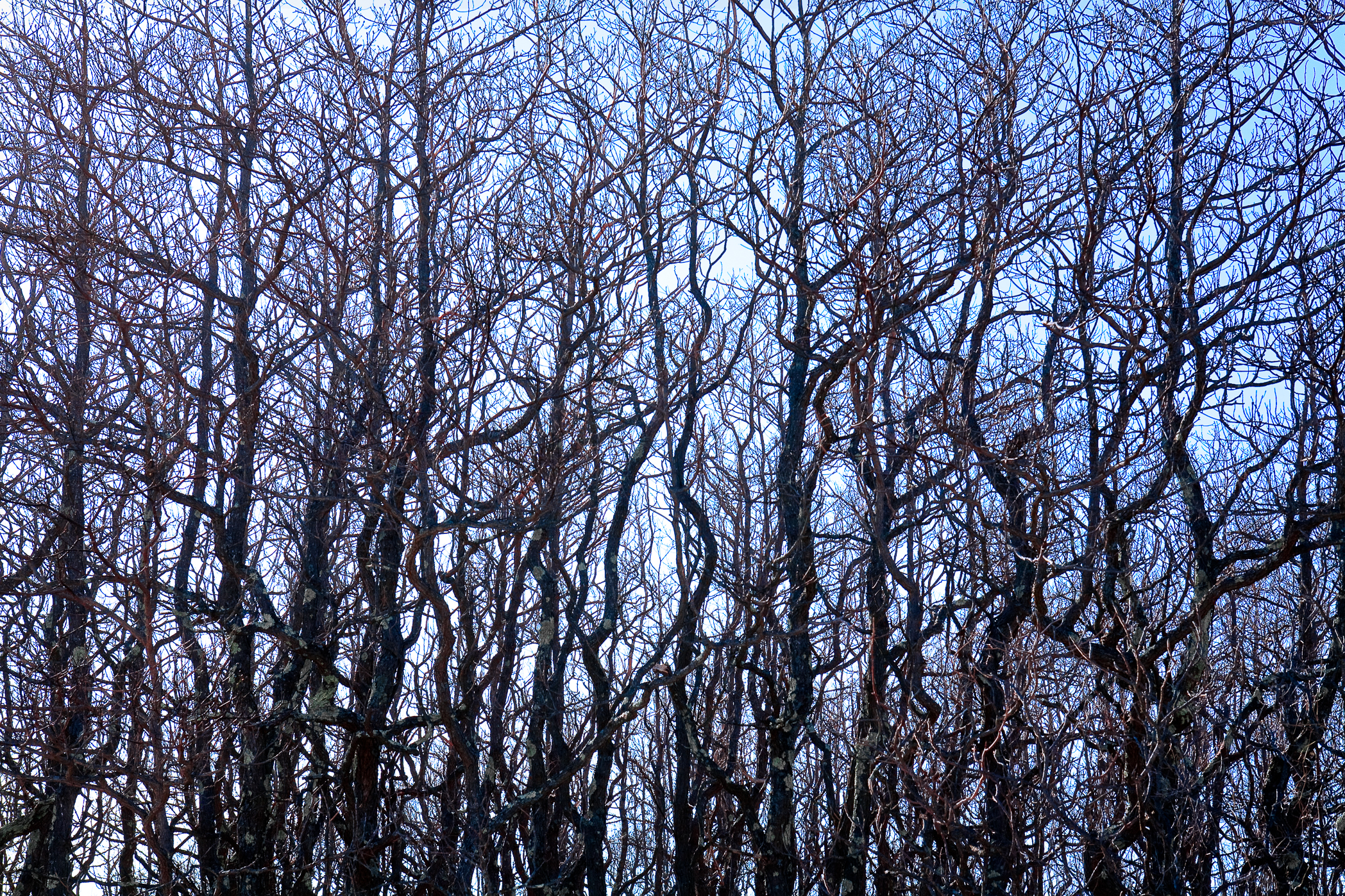 SASSAFRAS TREES #2 – Plum Island, Newbury, MA – Image 1