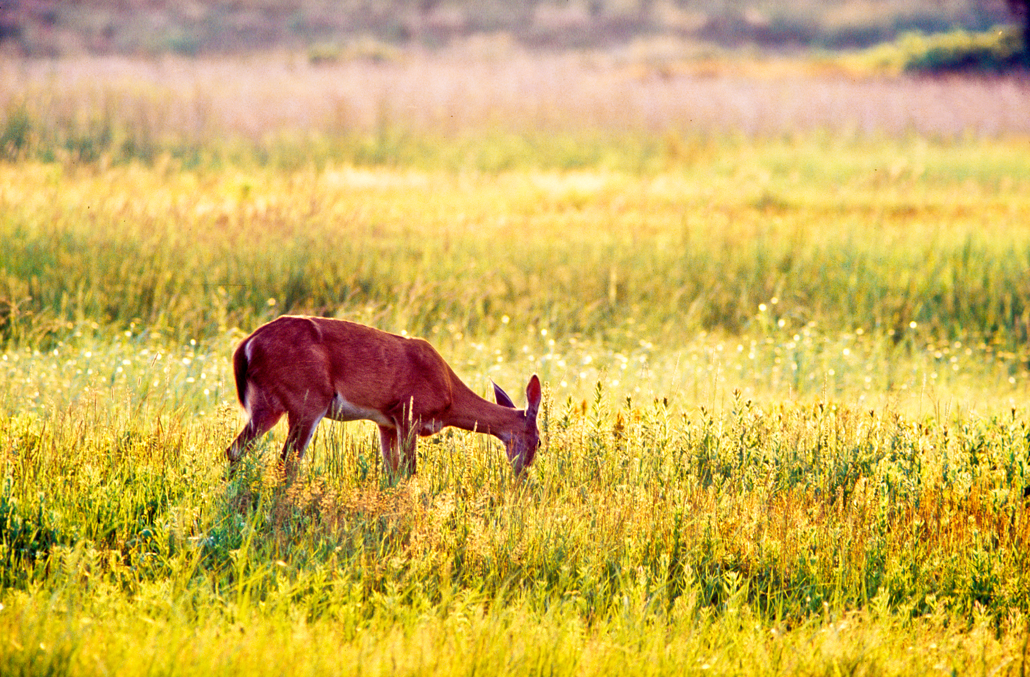 WHITE-TAILED DEER – Sunset, Plum Island, Newbury, MA – Image 1