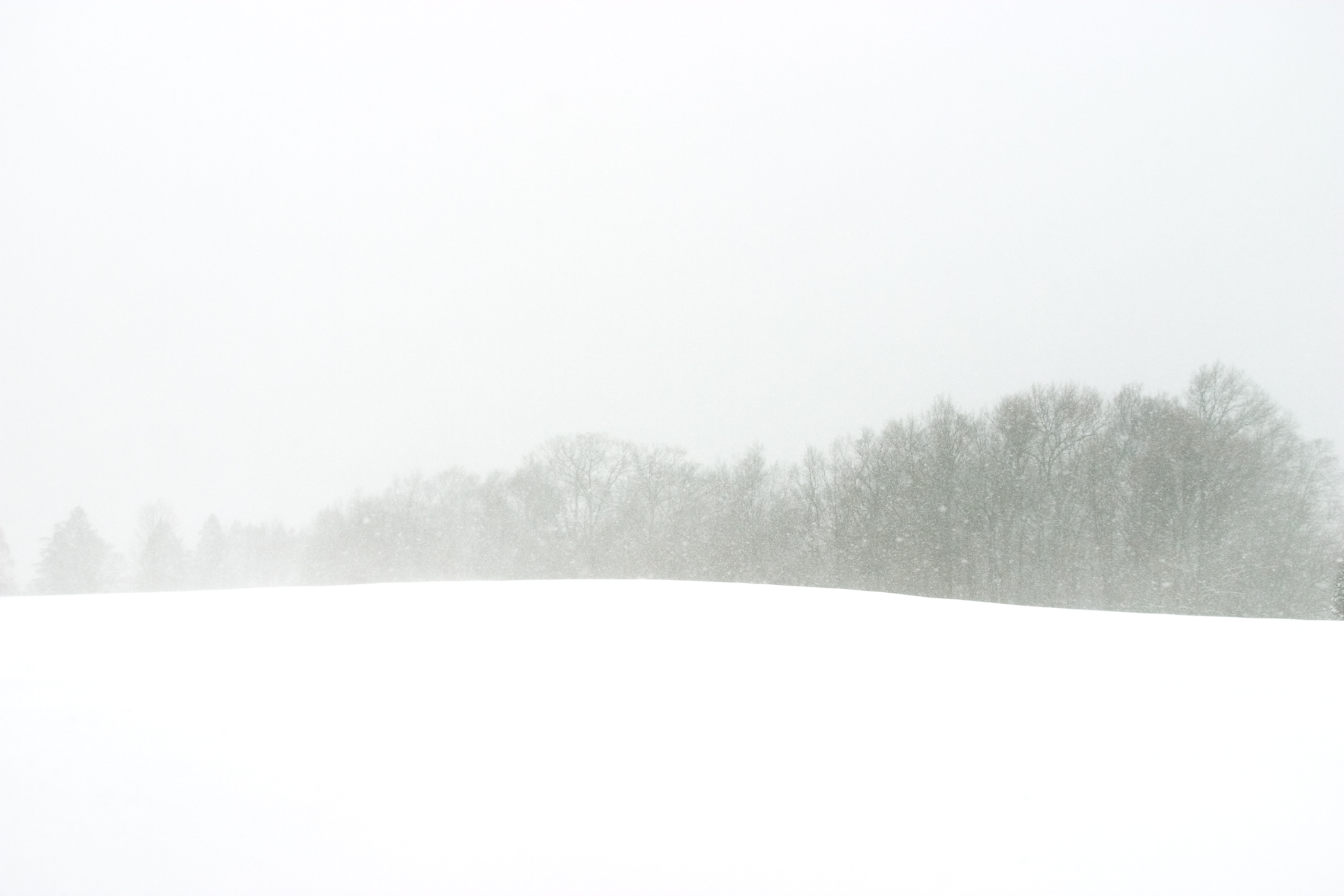MAUDSLAY TREES – Maudslay State Park, Newburyport, MA – Image 1