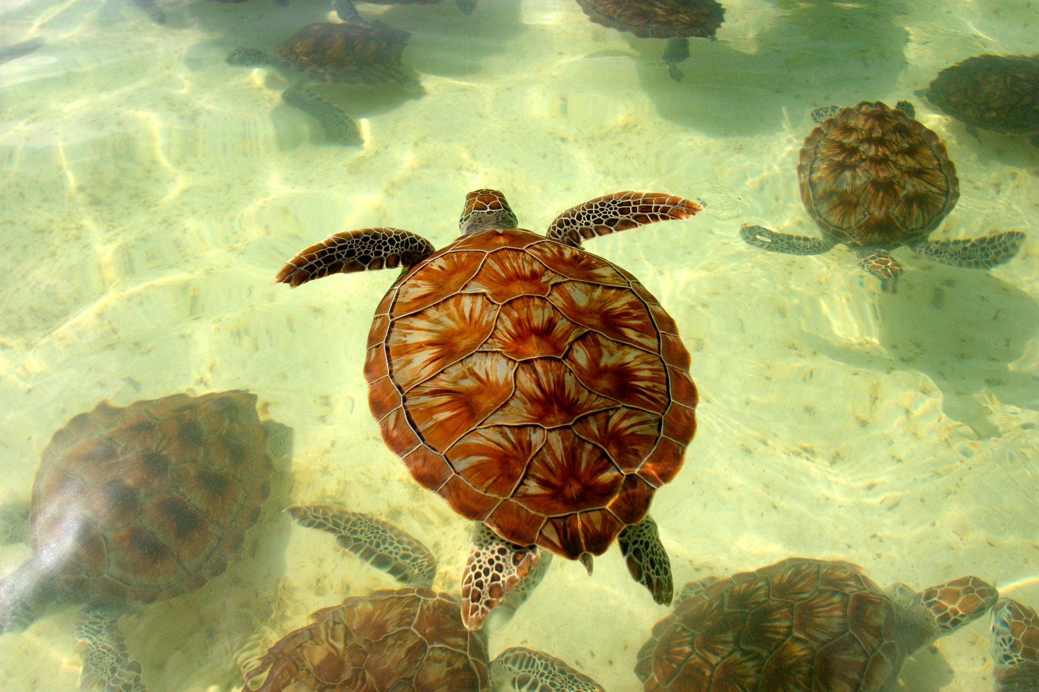GREEN SEA TURTLE – Cayman Turtle Centre – Image 1