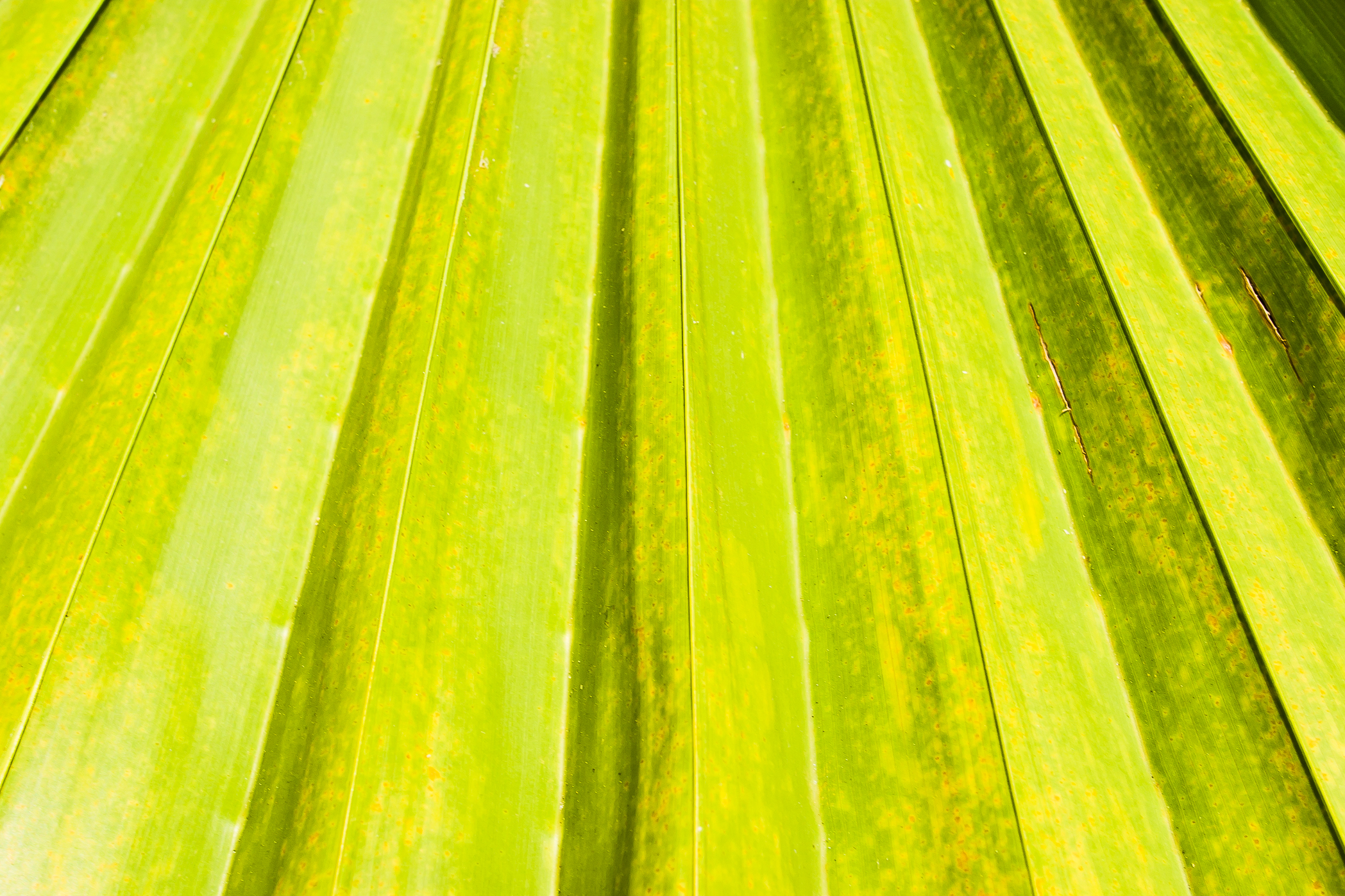 PALM FROND – Grand Cayman, Cayman Islands – Image 1