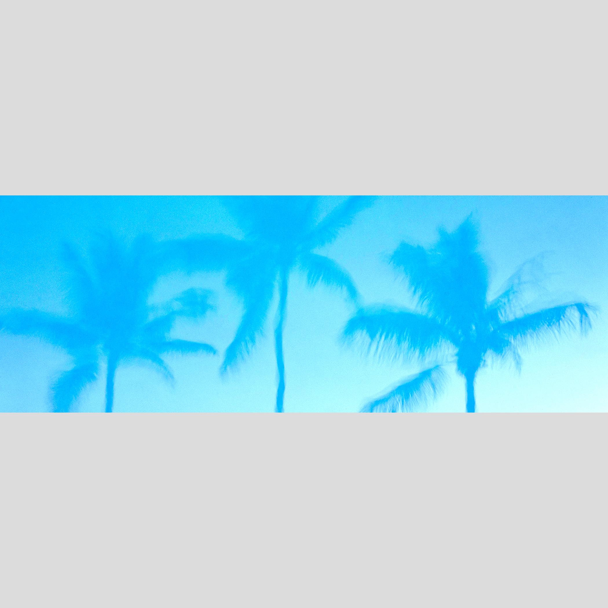 BAHAMA PALMS — Nassau,  New Providence Island, Bahamas – Image 1