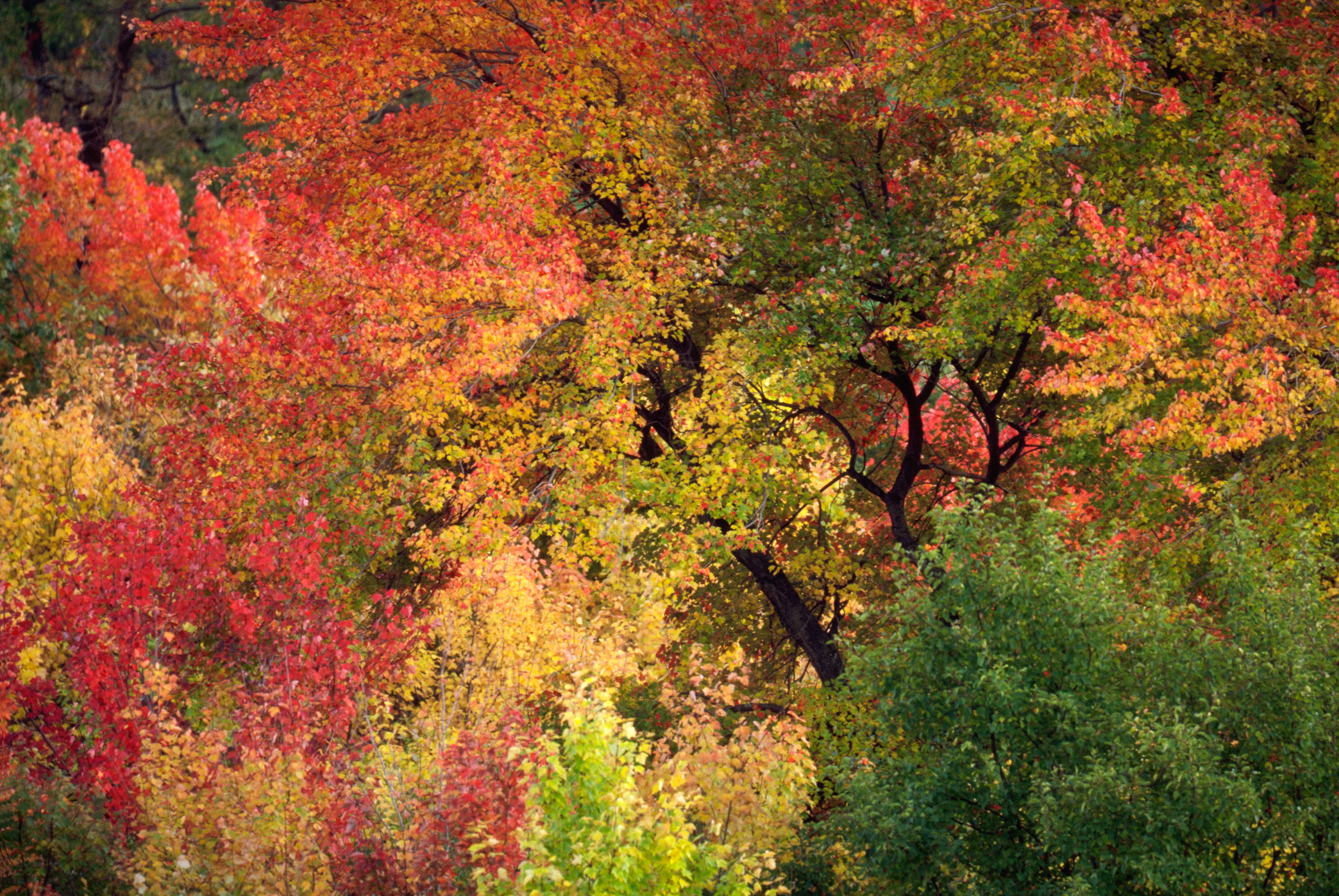 IPSWICH FOLIAGE – Ipswich, Massachusetts – Image 1
