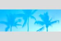 BAHAMA PALMS — Nassau, New Providence Island, Bahamas – Image 1