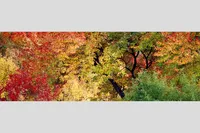 IPSWICH FOLIAGE — Ipswich, Massachusetts – Image 1
