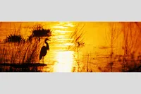 LITTLE RIVER EGRET — Sunrise, Newbury, MA – Image 1