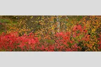PLUM ISLAND BIRCH #2 — Newbury, MA – Image 1