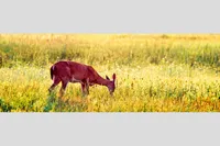 WHITE-TAILED DEER — Sunset, Plum Island, Newbury, MA – Image 1