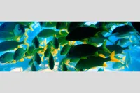 BAHAMA FISH — Paradise, Island, Bahamas – Image 1