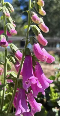 Foxgloves Mixed  – Image 1
