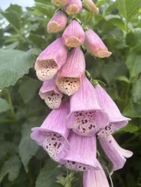 Foxgloves Mixed  – Image 2