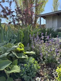 Cat Mint "Walker Low" – Image 2