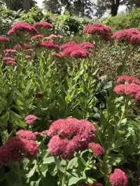 Sedum Autumn joy  – Image 2