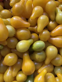 Tomato 'Yellow Pear' – Image 2