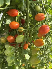 Tomato 'Cherry Roma' – Image 2