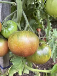 Tomato Black Russian – Image 1