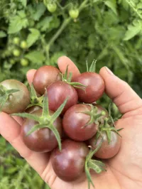 Tomato 'Black Cherry'  – Image 1