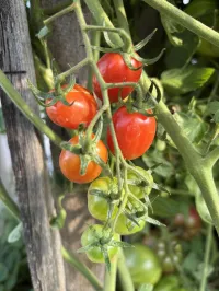 Tomato 'Cherry Roma' – Image 1