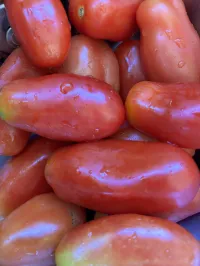 Tomato 'Roma'  – Image 1