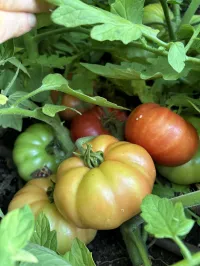 Tomato 'Rouge de Marmande' – Image 1