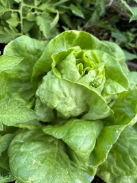 Lettuce mix  – Image 3