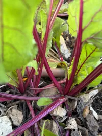 Beetroot 'Early Wonder' – Image 2
