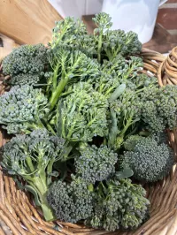Broccoli Italian sprouting  – Image 1