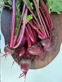 Beetroot 'Early Wonder' – Image 1
