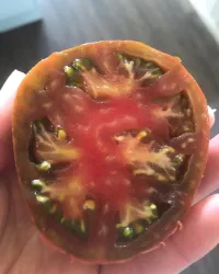Tomato Black Russian – Image 2