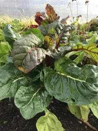 Rainbow Chard – Image 2