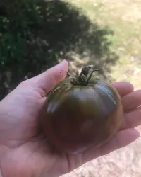 Tomato Black Russian – Image 3