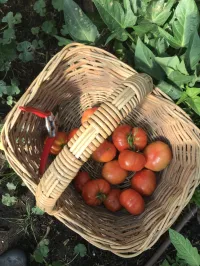 Tomato 'Grosse lisse' – Image 1