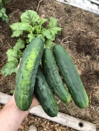 Cucumber Burpless – Image 1
