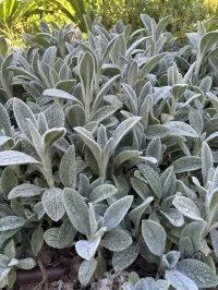 Stachys byzantina ‘Lamb’s Ears’ – Image 1
