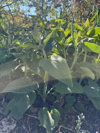 Phlomis russeliana – Image 1