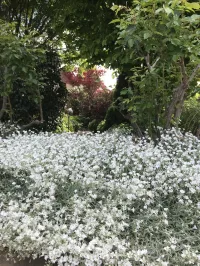Cerastium tomentosum 'Snow in Summer'  – Image 2