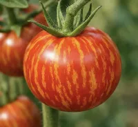 Tomato Tigerella  – Image 1