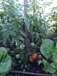 Tomato Ox heart Red  – Image 1
