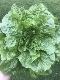 Lettuce mix  – Image 2